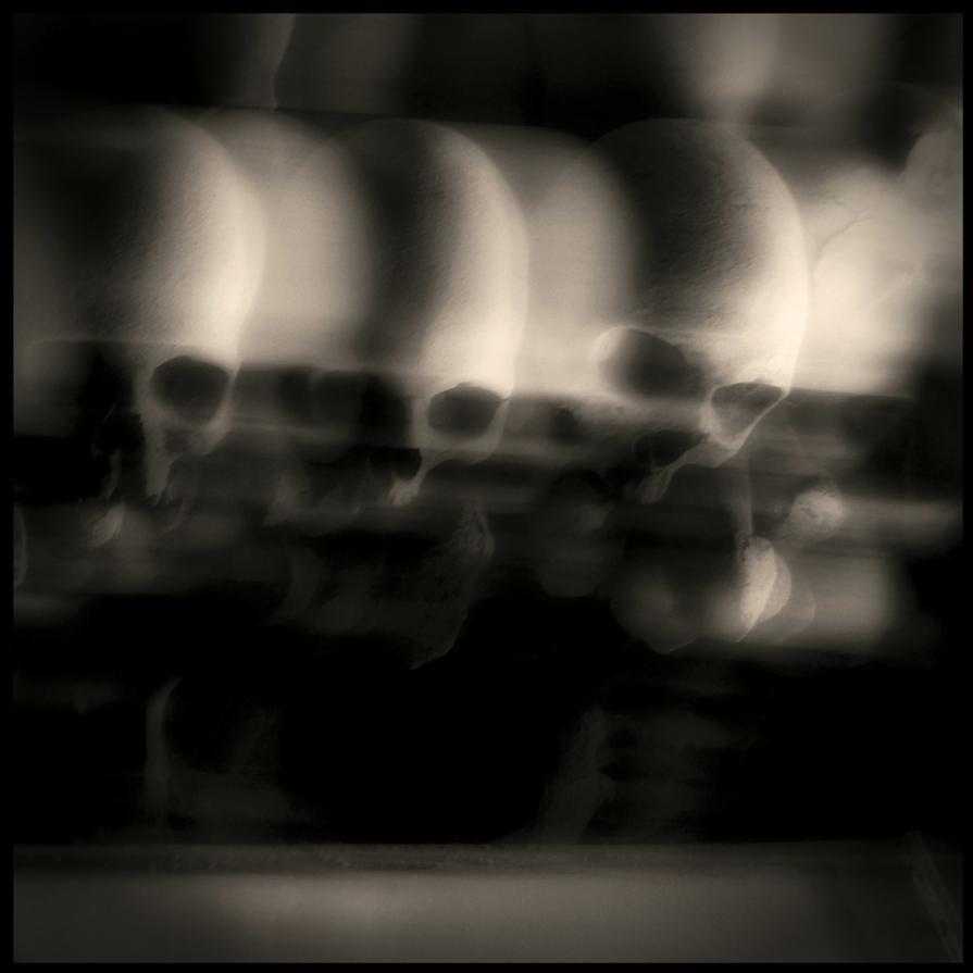 Teschio 4 - Augusto De Luca, fotografo.