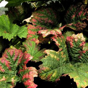 Leaves of vines III Leaves of vines III