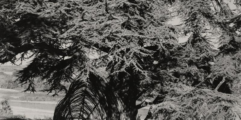 Luigi Menozzi. Intrepidi intrecci