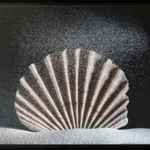 Palazzo Ducale di Revere dal 1° Luglio.