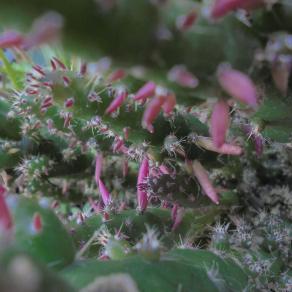 CREAZIONI DELLA NATURA