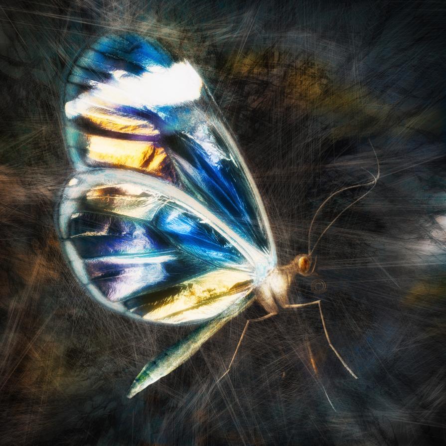 Entanglement (Butterfly)