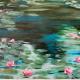 Water lilies