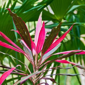 Honduras. limiti Honduras. limiti