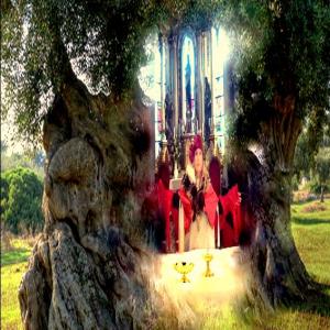 "Potentia divina gratia In Urlo d’Ulivo”di Rosa Didonna "Potentia divina gratia In Urlo d’Ulivo”di Rosa Didonna