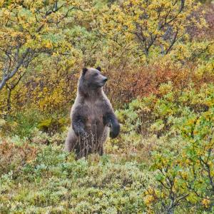 USA. Alaska 1/3. Forme di vita