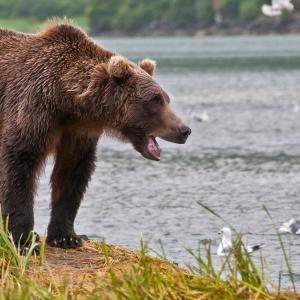 USA. Alaska 1/3. Forme di vita