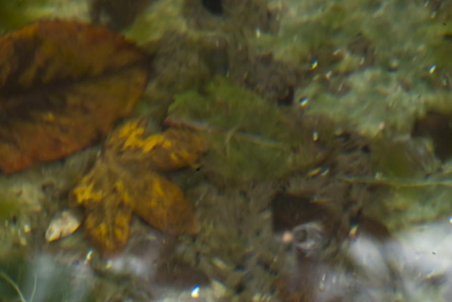 Come foglie sfuggenti #2