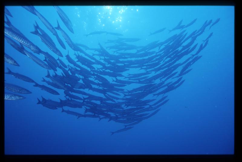 la danza dei barracuda