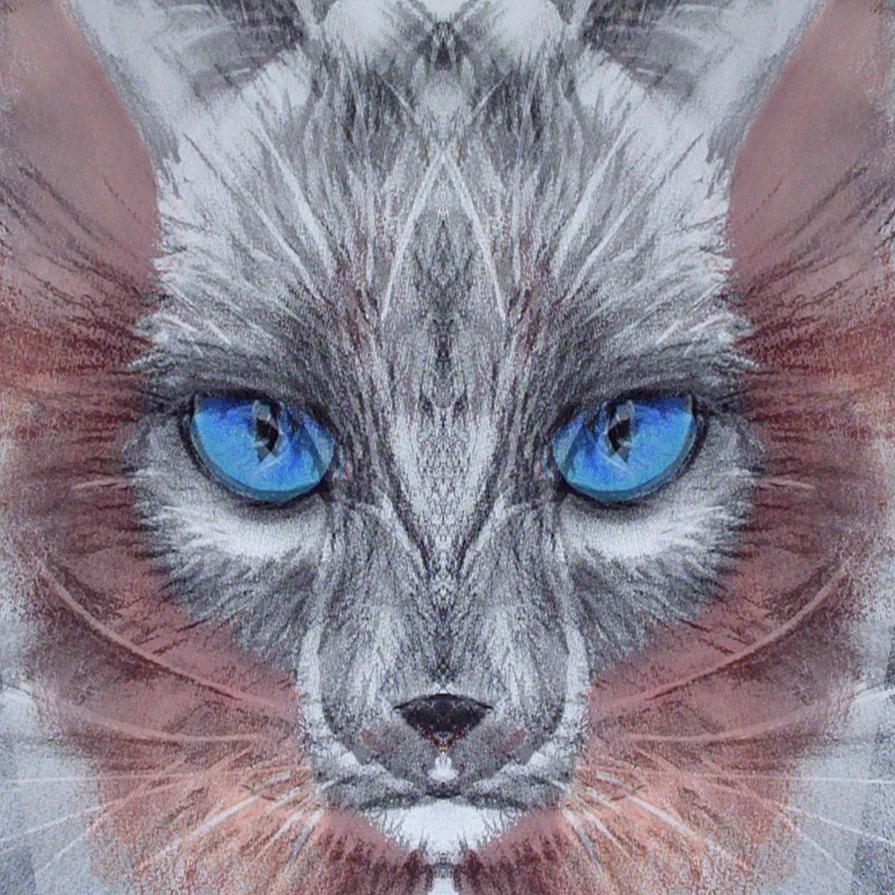 cat blue eye