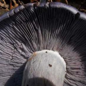 A CACCIA DI FUNGHI...