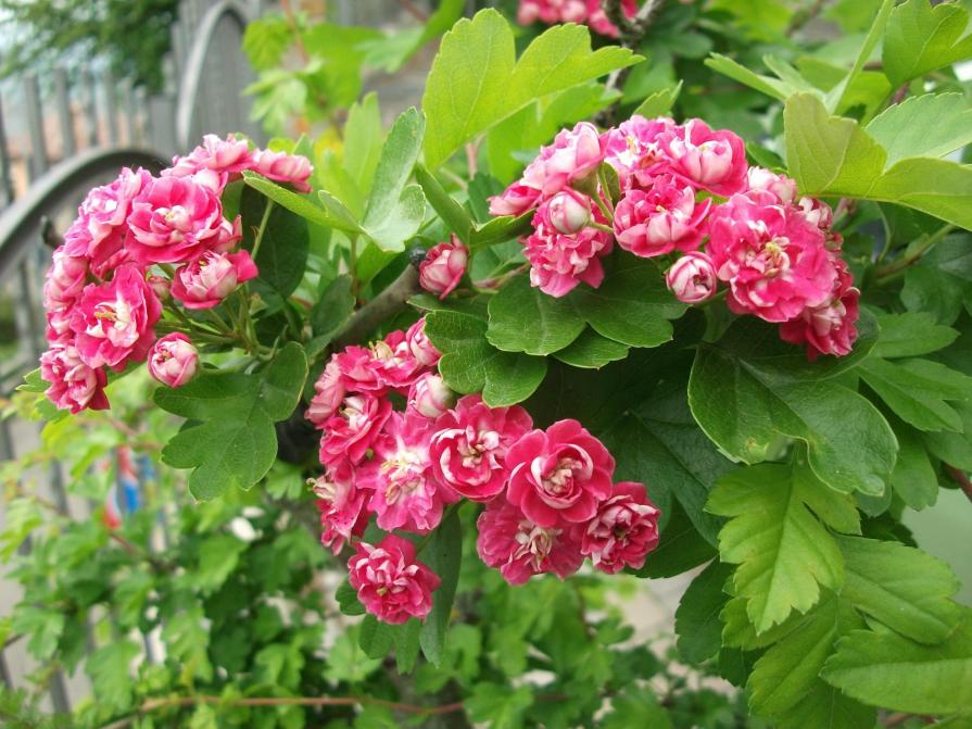 I MIEI FIORI DI PRIMAVERA