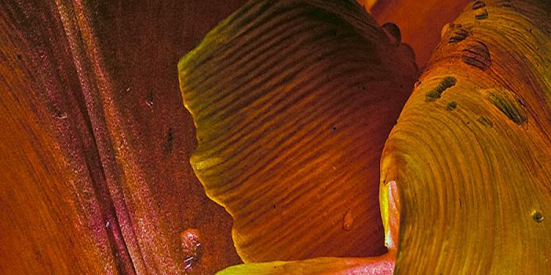 Bloom - A Winter Garden Bloom - A Winter Garden