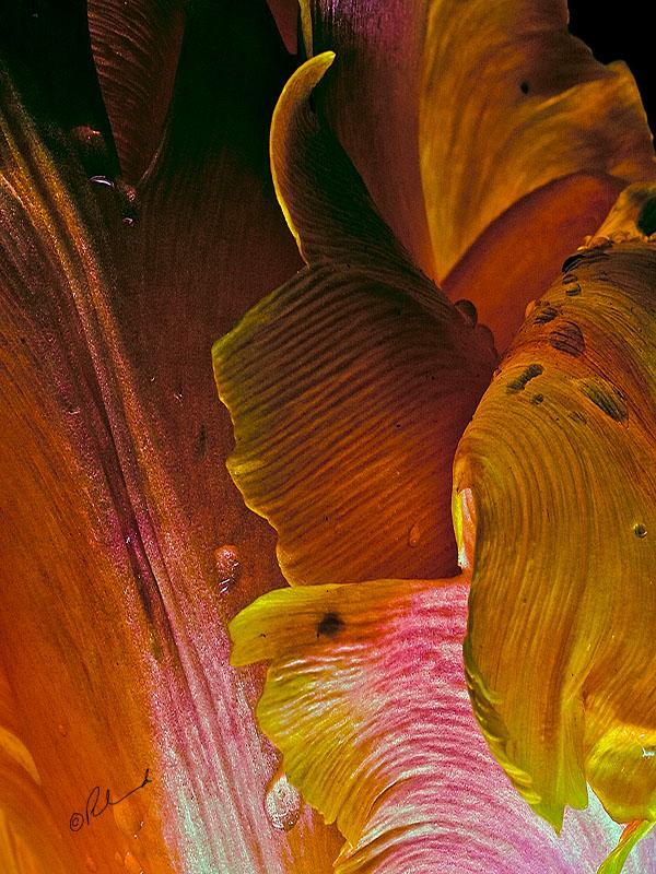 Bloom - A Winter Garden