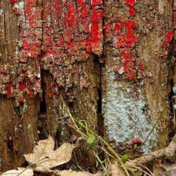 Marie-claude Claereboudt