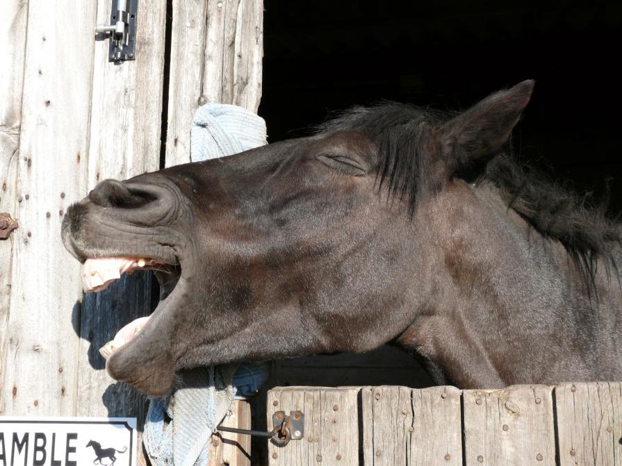 I leave it up to you to suggest something amusing.