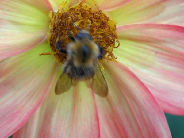 Quando l'ape vola...