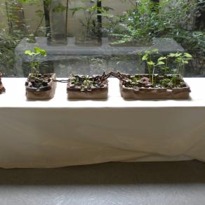 Dalla raccolta alla semina: omaggio a Leonardo Da Vinci_12