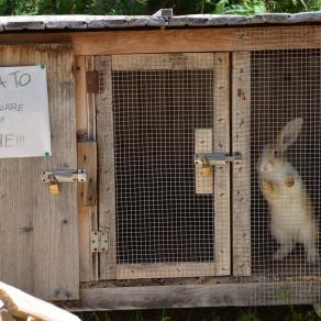 I sogni del coniglio