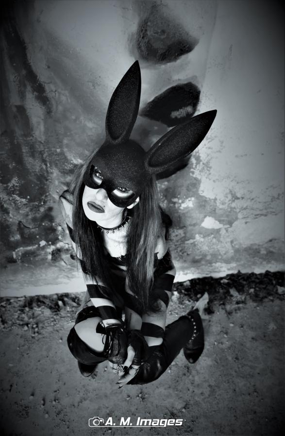 Black rabbit
