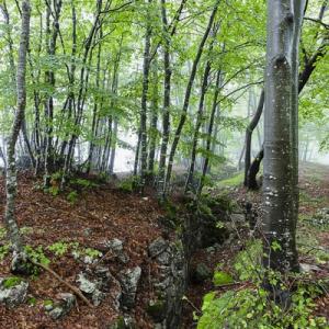 Federico Donato, Cento