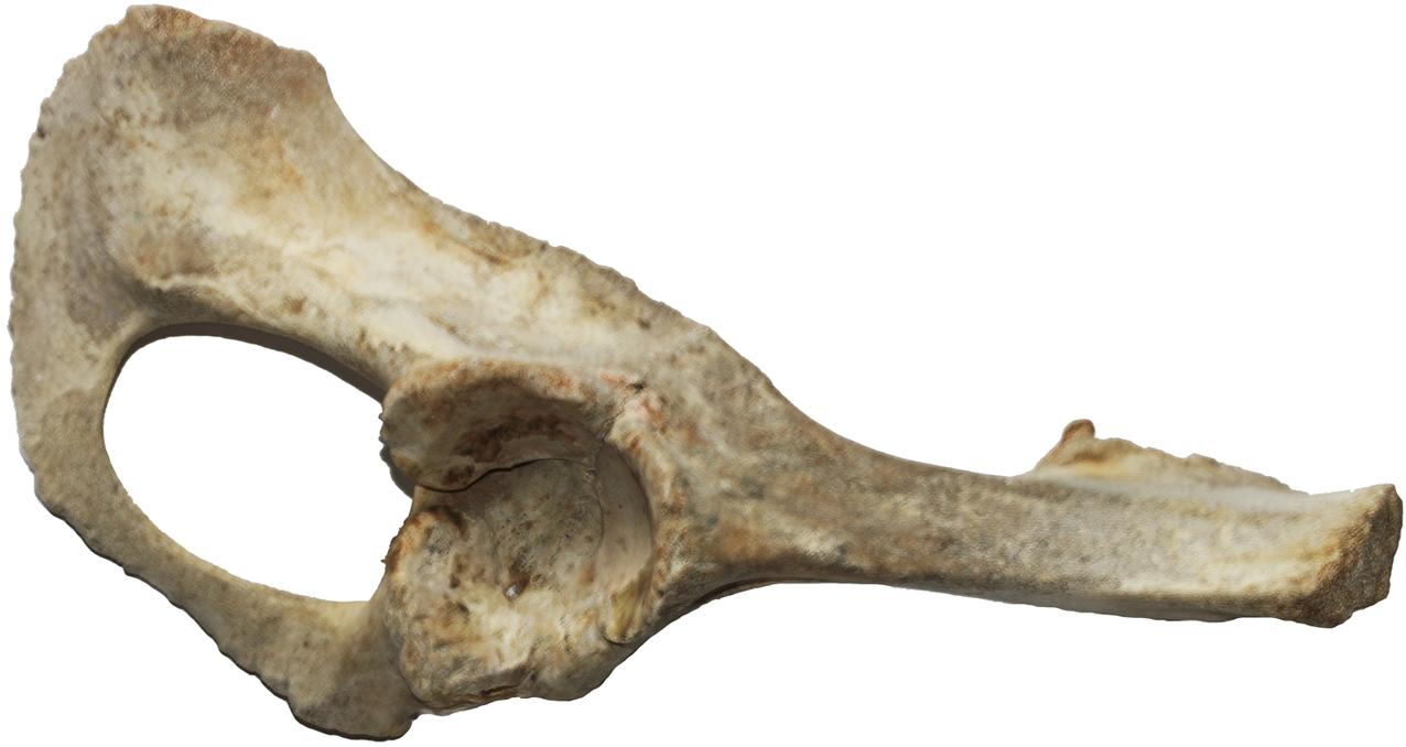 preHISTORIA CONTEMPORANEA di ANDREA BENETTI