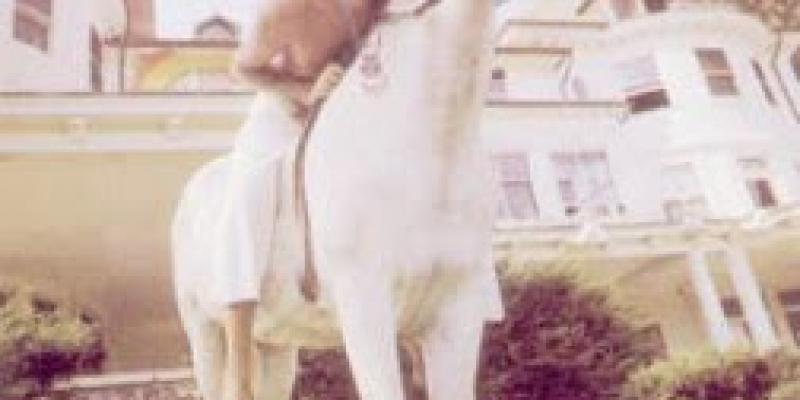 - the enchanted pilgrim