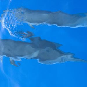 "mare rumore e silenzi"