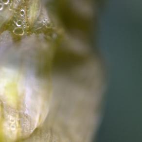 MACRONATURA. Petali e boccioli