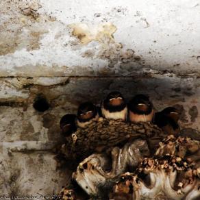 Primavera: festa del mondo! 