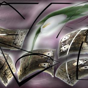 stamattina sei entrata nel mio negozio con una calla fra le tue mani,me l'hai donata grazie....