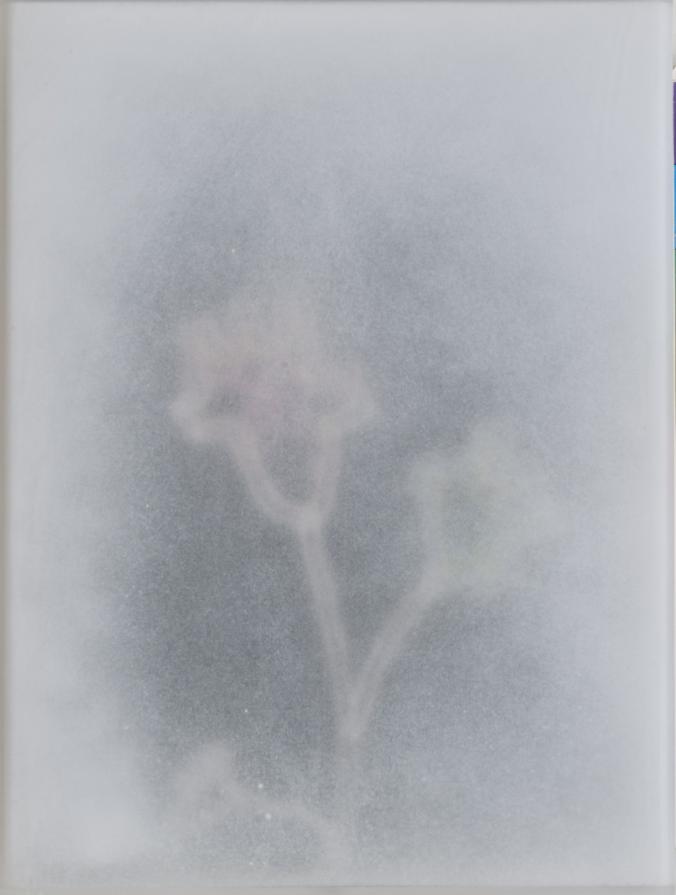 Frutto in Bighiaccio