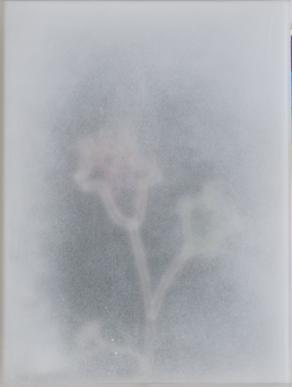 Frutto in Bighiaccio