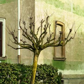 tree or wall