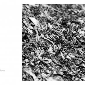 Abbecedario - Pensiero