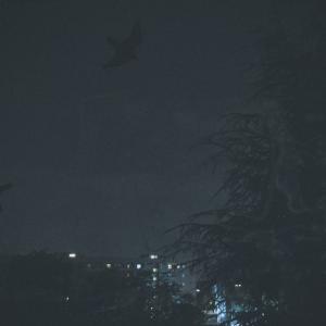 A Sky Full Of Stars For A Roof