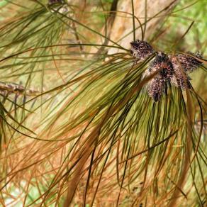 Frutti dell'Albero dei Semi del Male