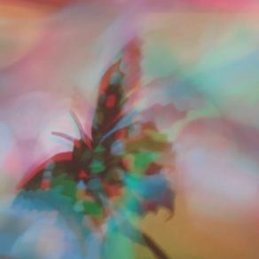 I COLORI DELLA BIODIVERSITÀ