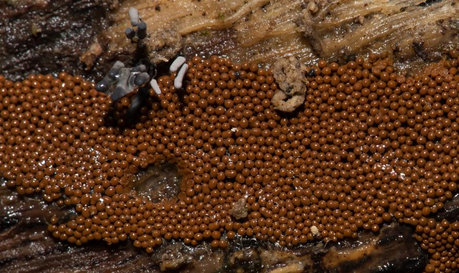 The inner Organic Camera and Bromide Paper7