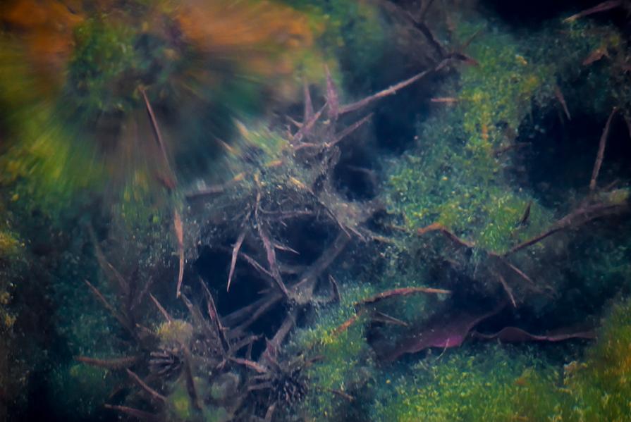 Ophelia's flowers II