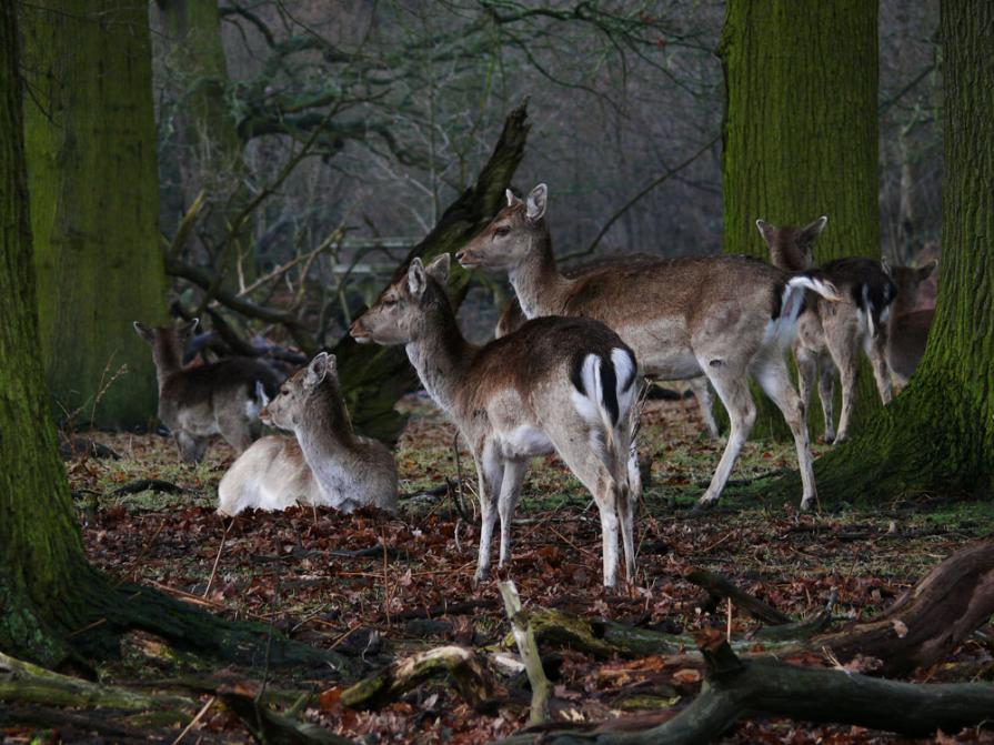 An early March morning in a woodland glade 
