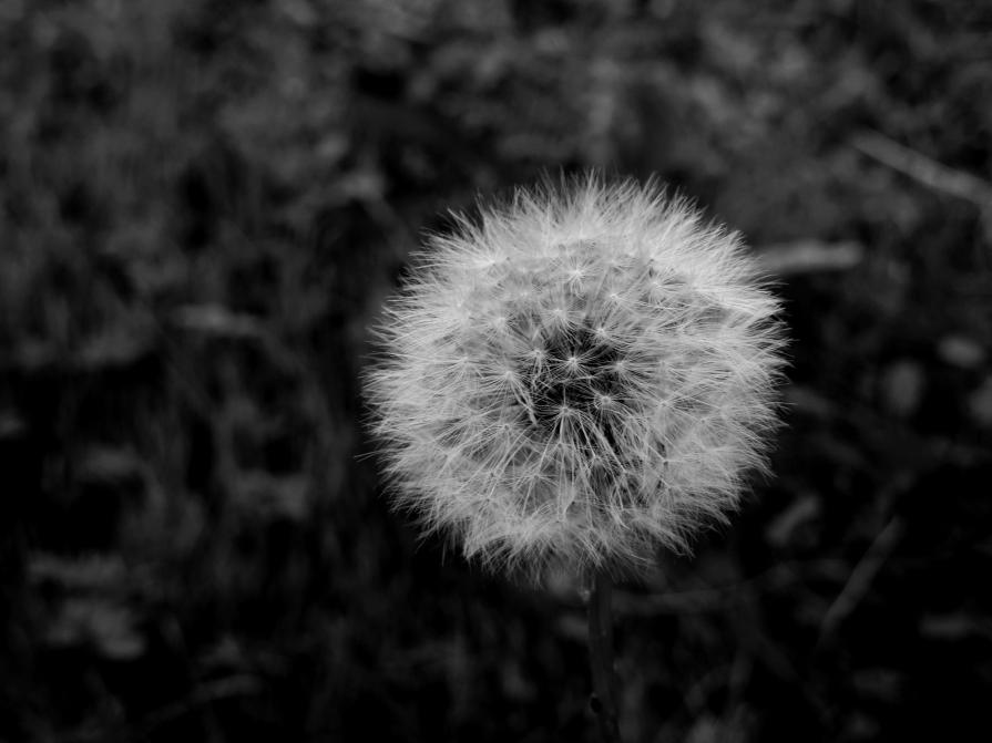 Dandelion