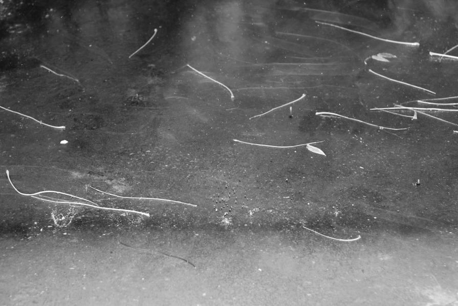 Picked up these twigs(3)