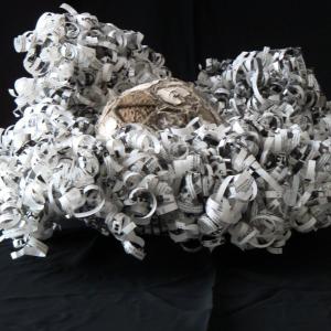 IL CAVOLO PERMANENTE DI WILSON