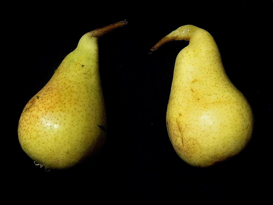 " Pears ... Penguins " copyright Ugo Maria Cionfrini www.ugomariacionfrini.com 