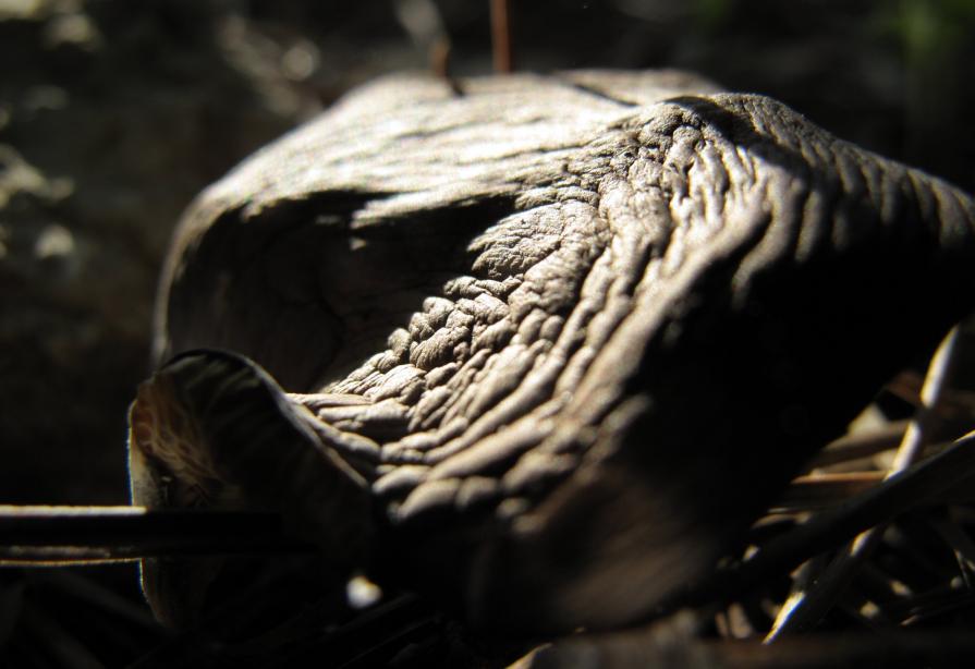 noT be afraid of The dark