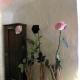 Les trois roses