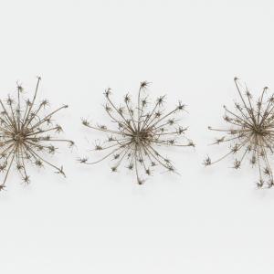 operetta vegetale operetta vegetale