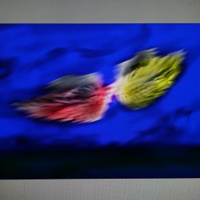 Vola via malinconia.