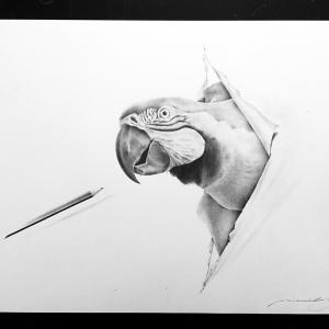 Massimiliano Galliani. Attraverso